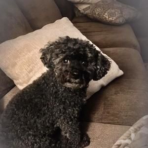 Meet your Posher, Cheryl